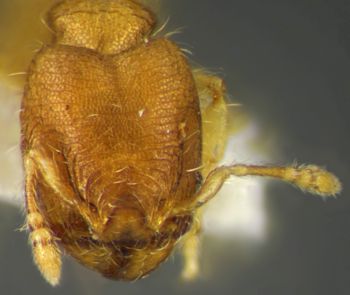 Media type: image;   Entomology 34317 Aspect: head frontal view